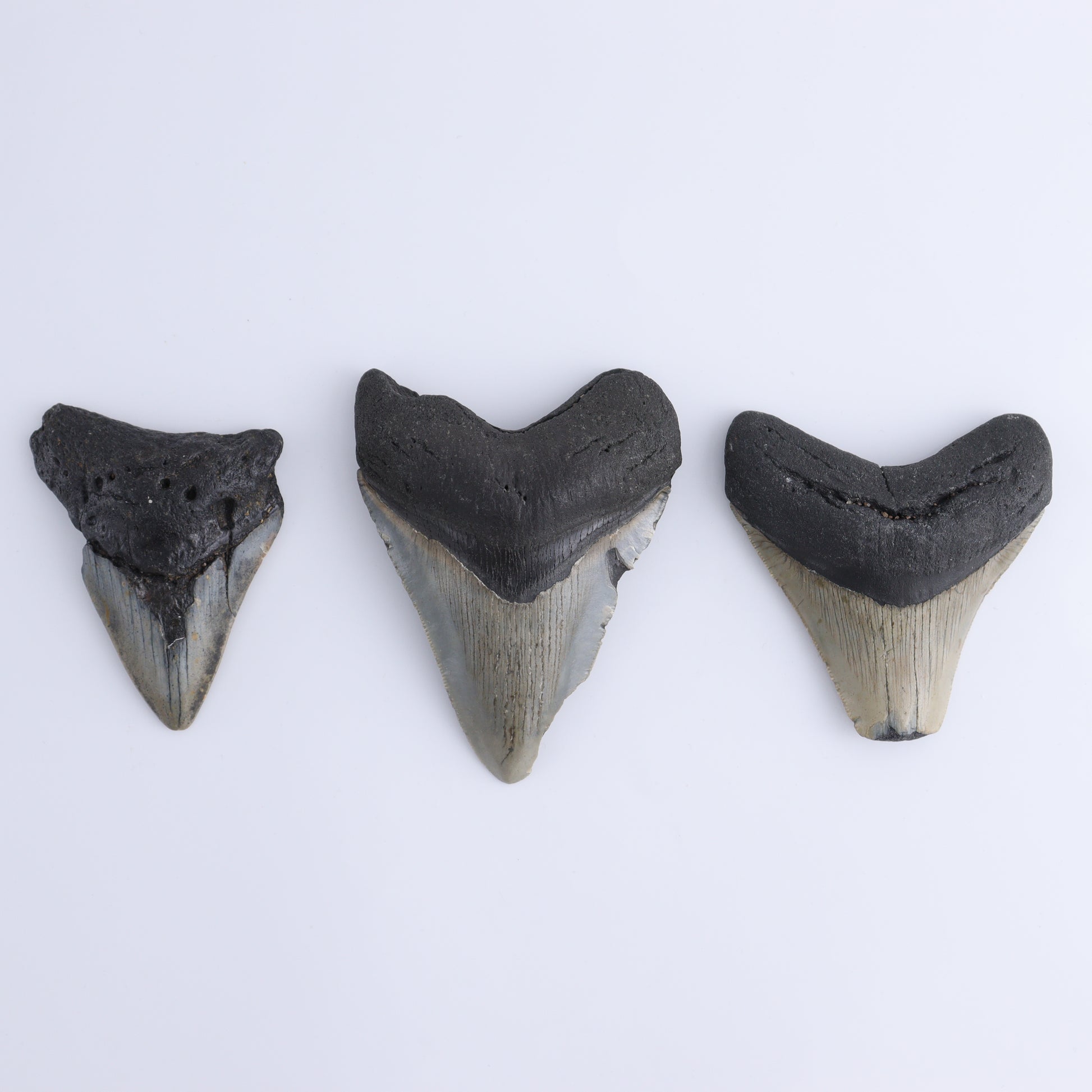 Megalodon Teeth Set of 6 - Expert Wholesale and Supplier of Wholesale Crystals & Bulk Gemstones, ["Megalodon Teeth","United States"]
