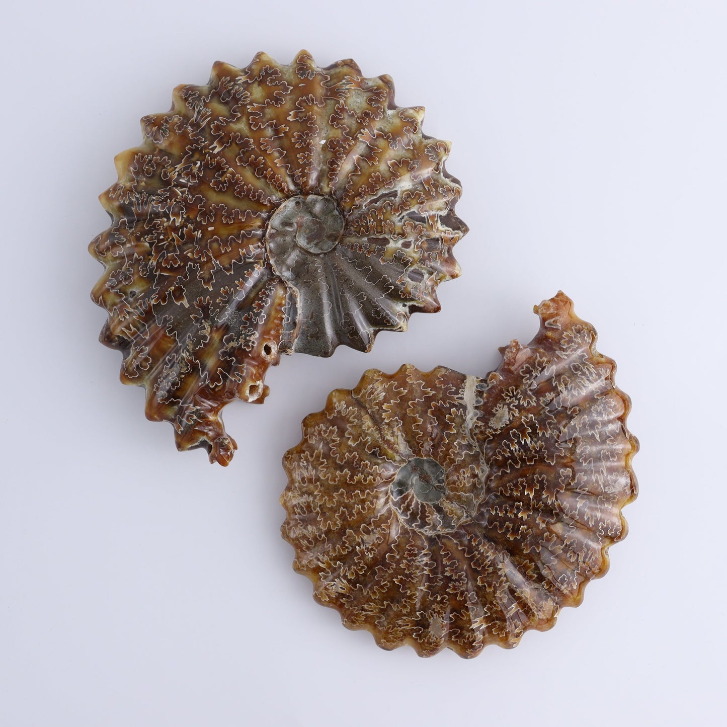 Ammonite Shell Carving Set of 2 - Expert Wholesale and Supplier of Wholesale Crystals & Bulk Gemstones, ["Ammonite","shells"]