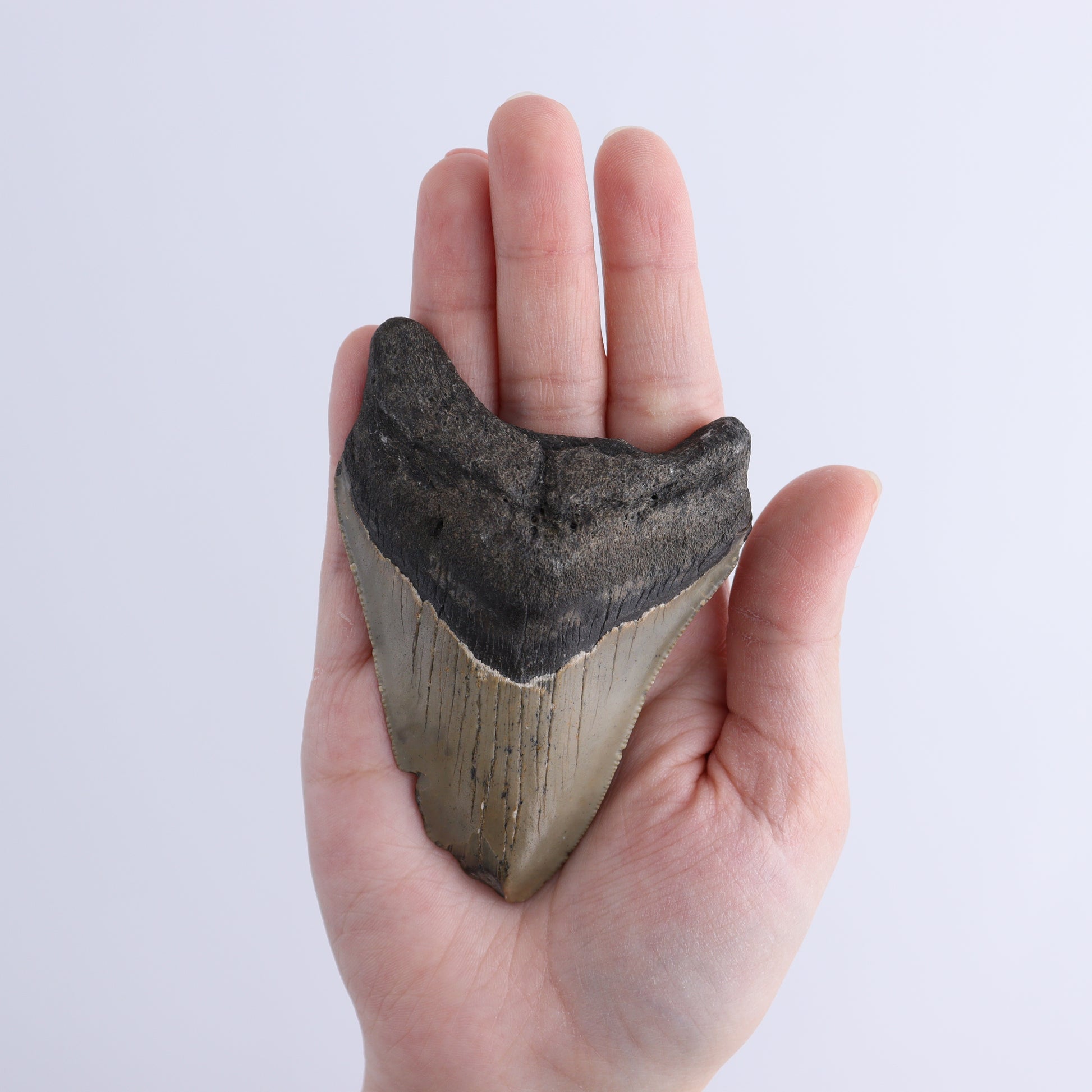 Megalodon Teeth Set of 2 - Expert Wholesale and Supplier of Wholesale Crystals & Bulk Gemstones, ["Megalodon Teeth","United States"]