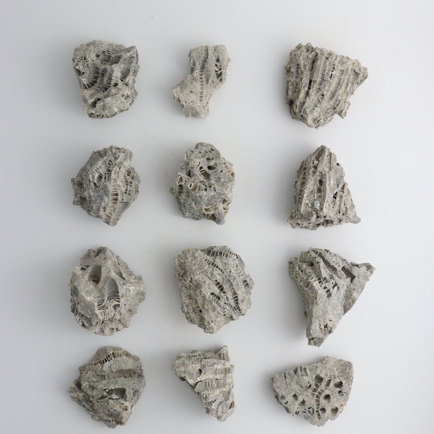 Coral flats - Expert Wholesale and Supplier of Wholesale Crystals & Bulk Gemstones, ["Coral","Flats","United States"]
