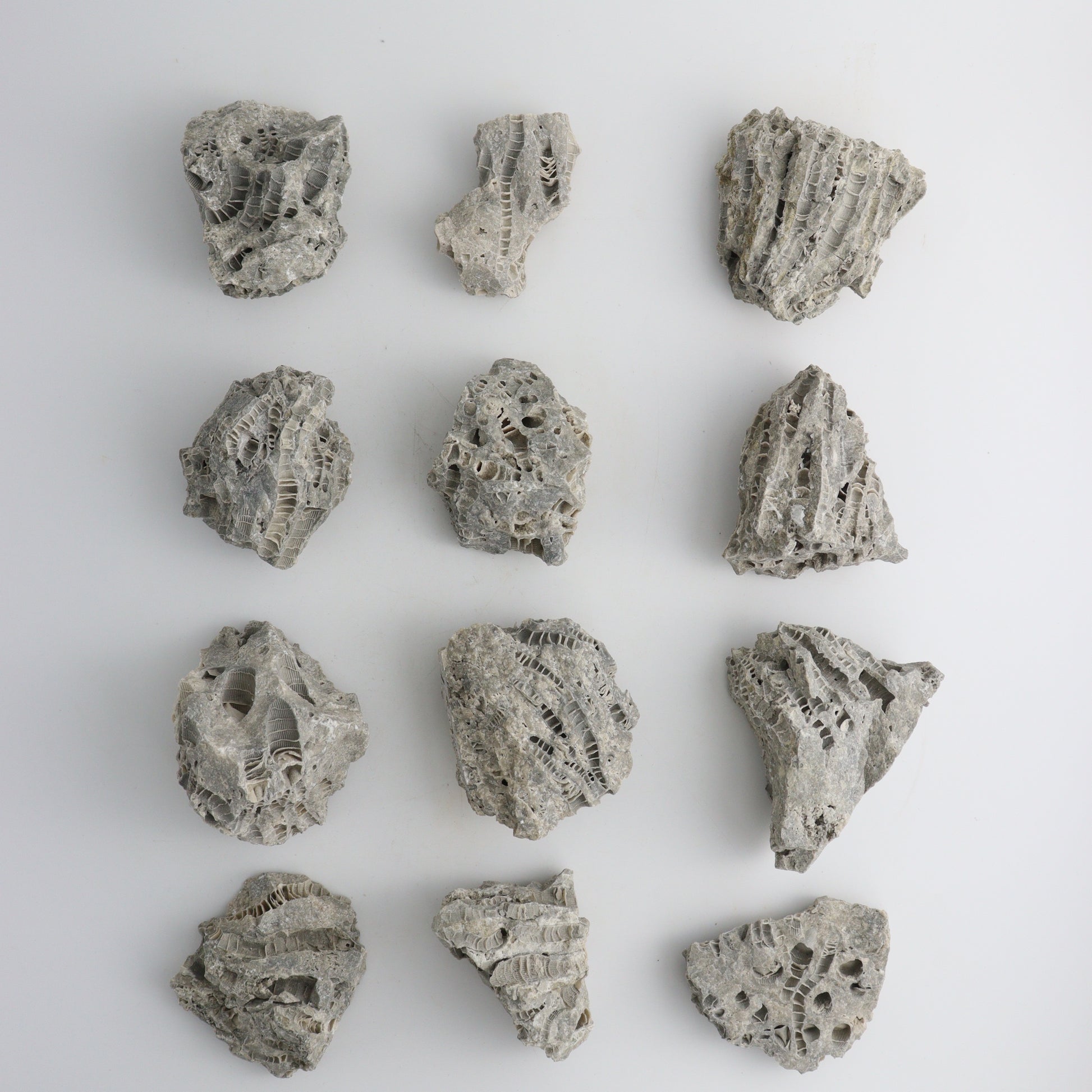 Coral flats - Expert Wholesale and Supplier of Wholesale Crystals & Bulk Gemstones, ["Coral","Flats","United States"]