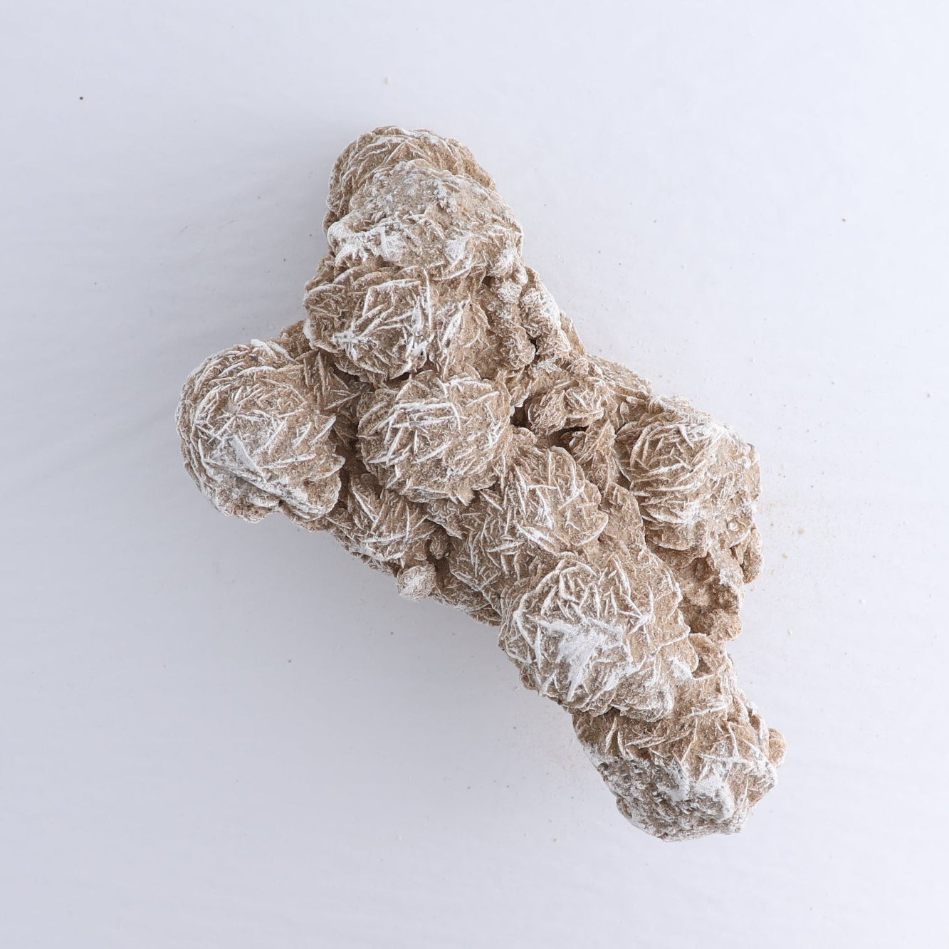 Desert Rose Set of 2