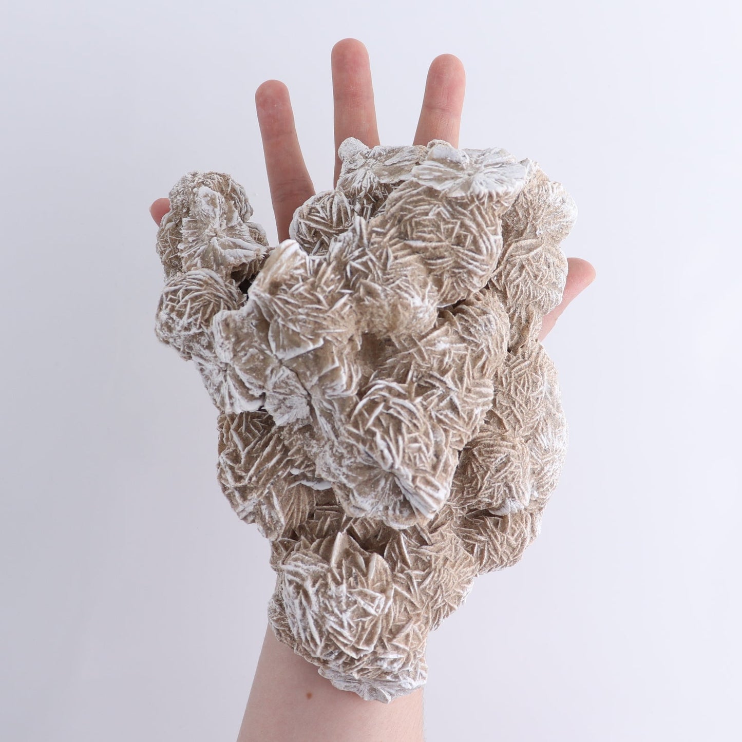 Desert Rose Flat