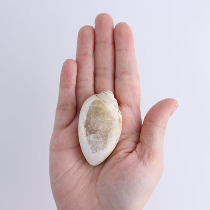 Crystalized Shells Set of 12 - Expert Wholesale and Supplier of Wholesale Crystals & Bulk Gemstones, ["Crystalized Shell","India","shell","shells"]