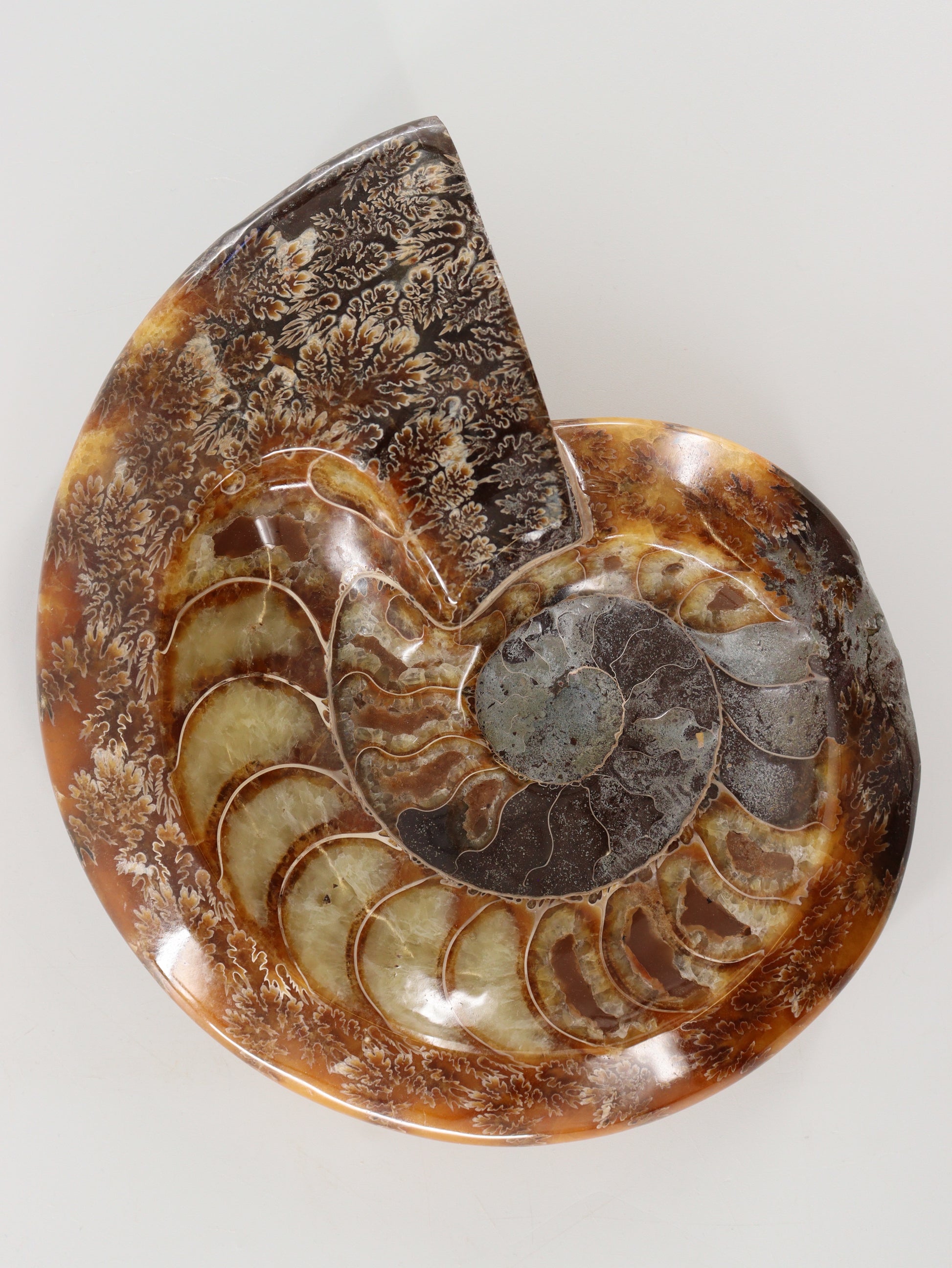 Ammonite Bowl - Expert Wholesale and Supplier of Wholesale Crystals & Bulk Gemstones, []