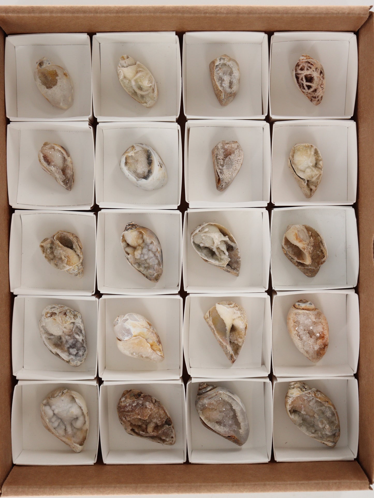 Fossil Shell Flat Set of 20 - Expert Wholesale and Supplier of Wholesale Crystals & Bulk Gemstones, []