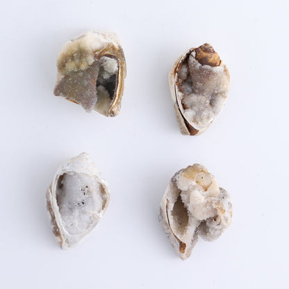 Crystalized Shells Set of 15
