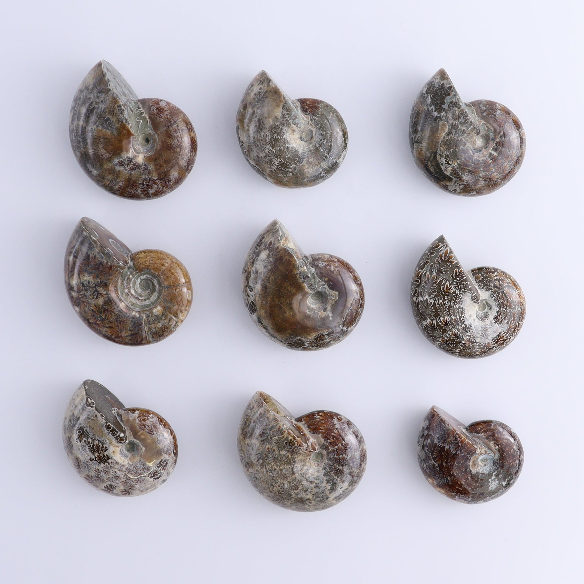 Ammonite Shells Set of 9 - Expert Wholesale and Supplier of Wholesale Crystals & Bulk Gemstones, ["Ammonite","shells"]