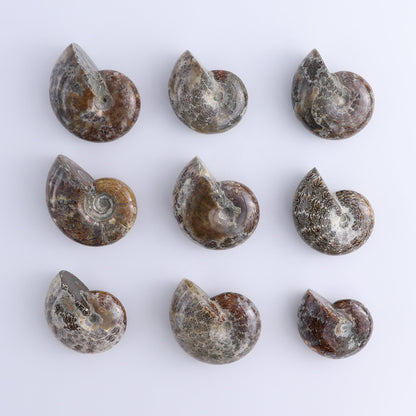Ammonite Shells Set of 9 - Expert Wholesale and Supplier of Wholesale Crystals & Bulk Gemstones, ["Ammonite","shells"]
