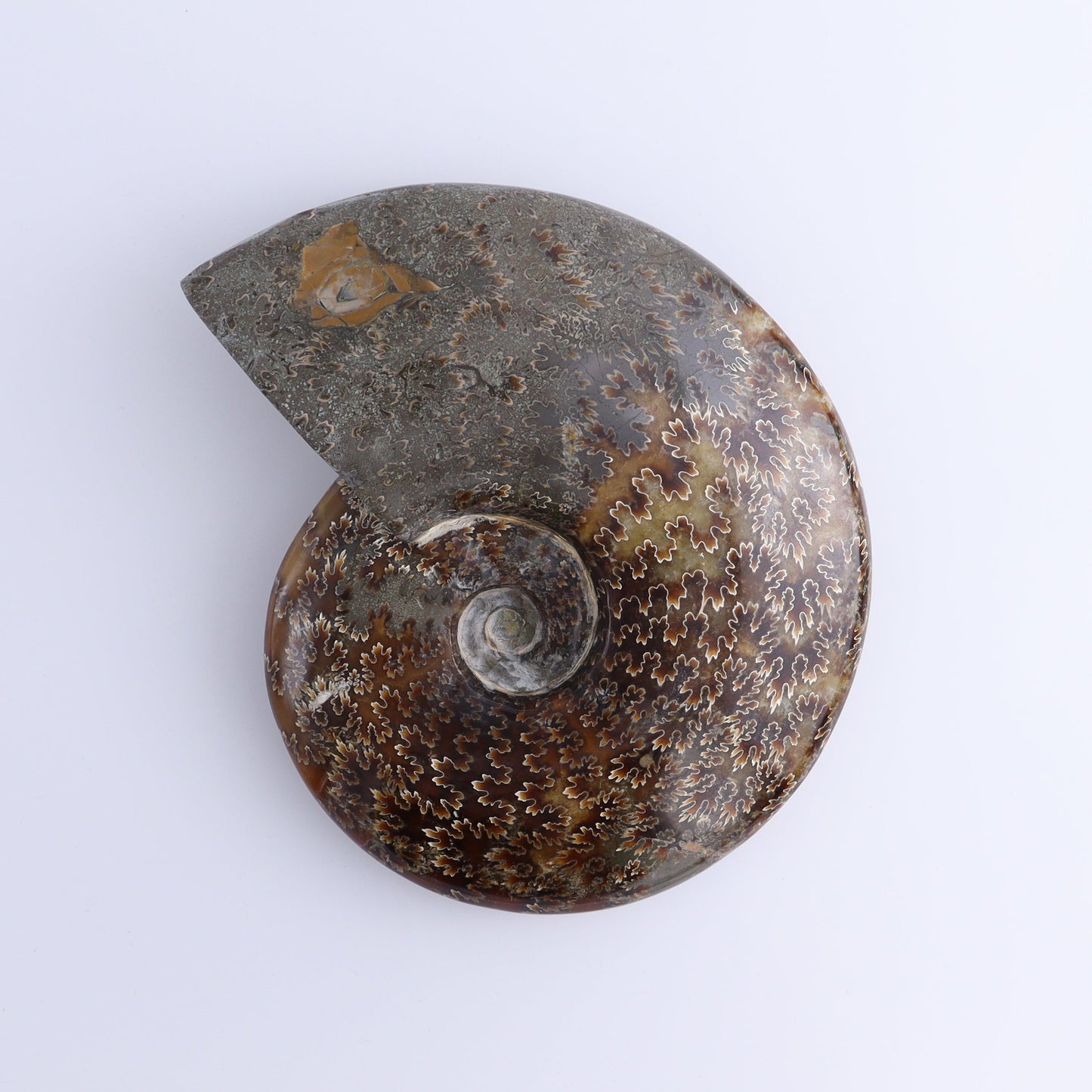 Ammonite Shell - Expert Wholesale and Supplier of Wholesale Crystals & Bulk Gemstones, ["Ammonite","Madagascar","shells"]