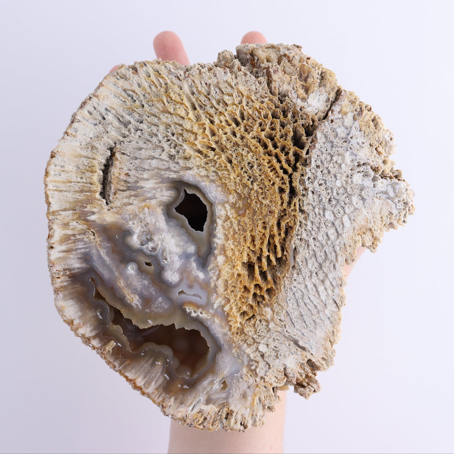 Agatized Coral Flat - Expert Wholesale and Supplier of Wholesale Crystals & Bulk Gemstones, ["Agate","Agatized Coral","Coral","United States"]