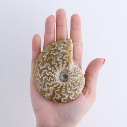 Ammonite Shells Set of 5