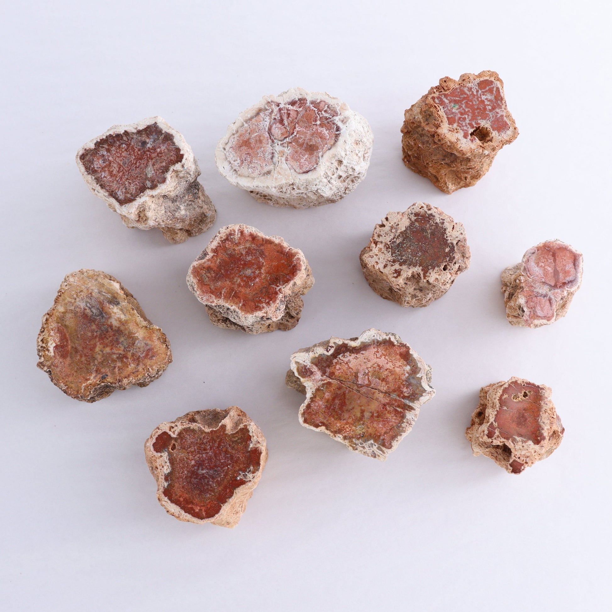 Petrified Wood Cut Bases Set of 10 - Expert Wholesale and Supplier of Wholesale Crystals & Bulk Gemstones, ["Cut Base","Petrified Wood"]