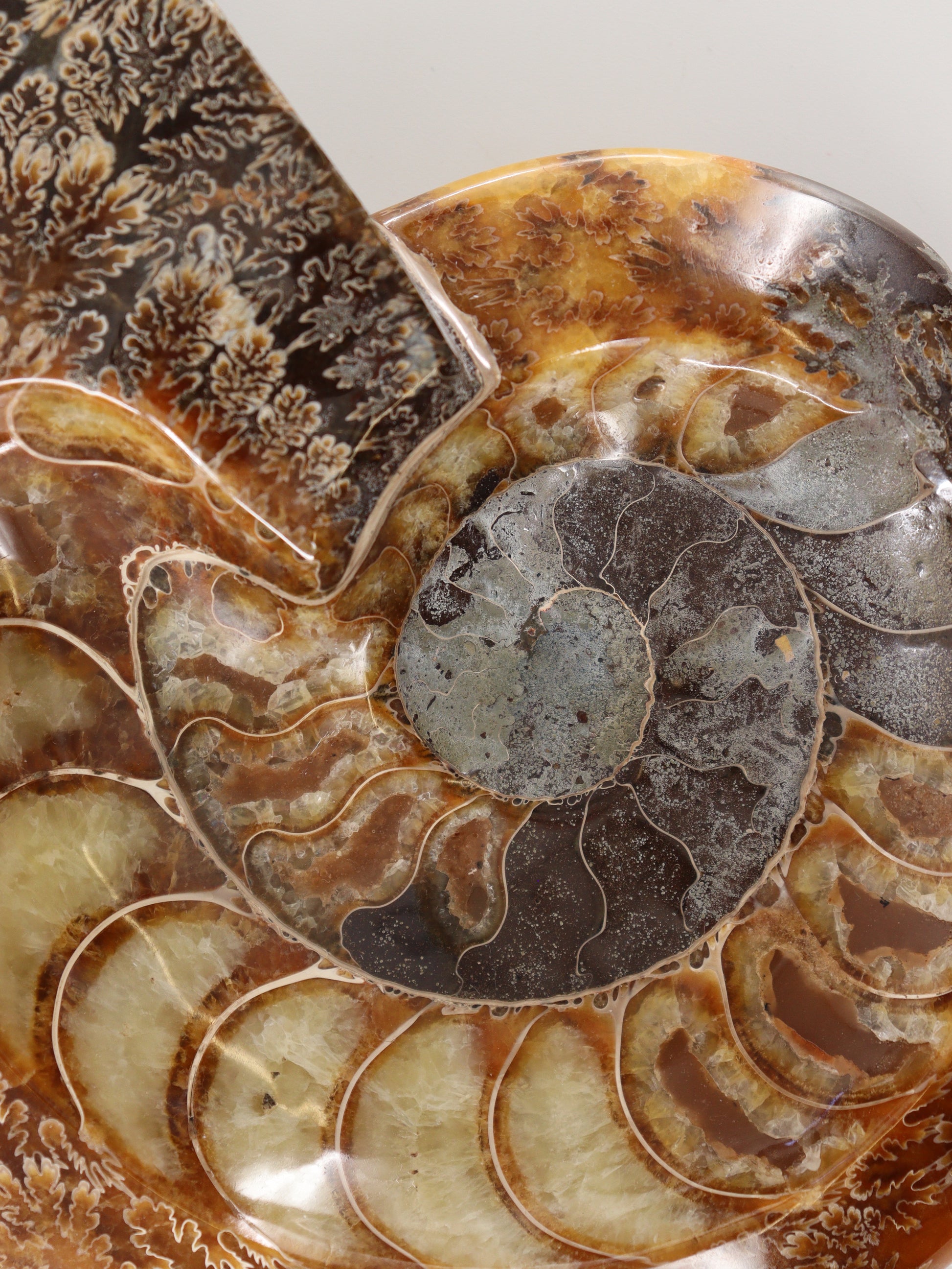 Ammonite Bowl - Expert Wholesale and Supplier of Wholesale Crystals & Bulk Gemstones, []
