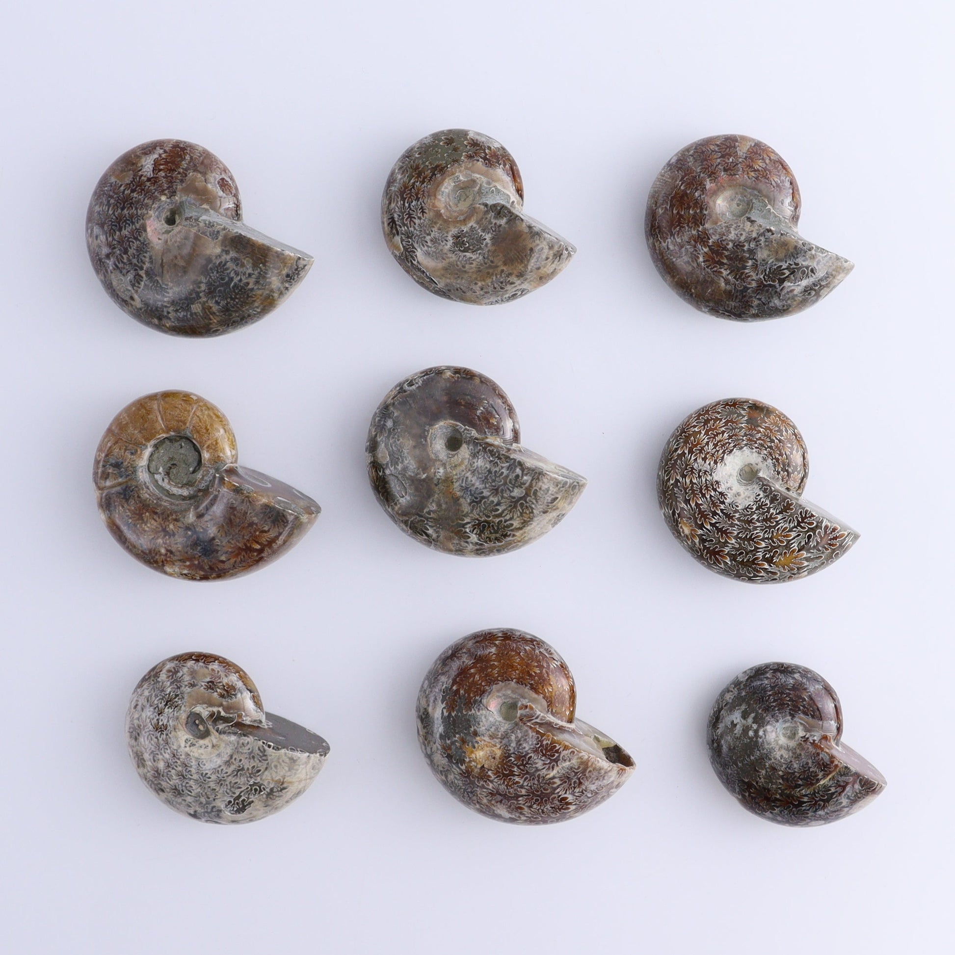 Ammonite Shells Set of 9 - Expert Wholesale and Supplier of Wholesale Crystals & Bulk Gemstones, ["Ammonite","shells"]