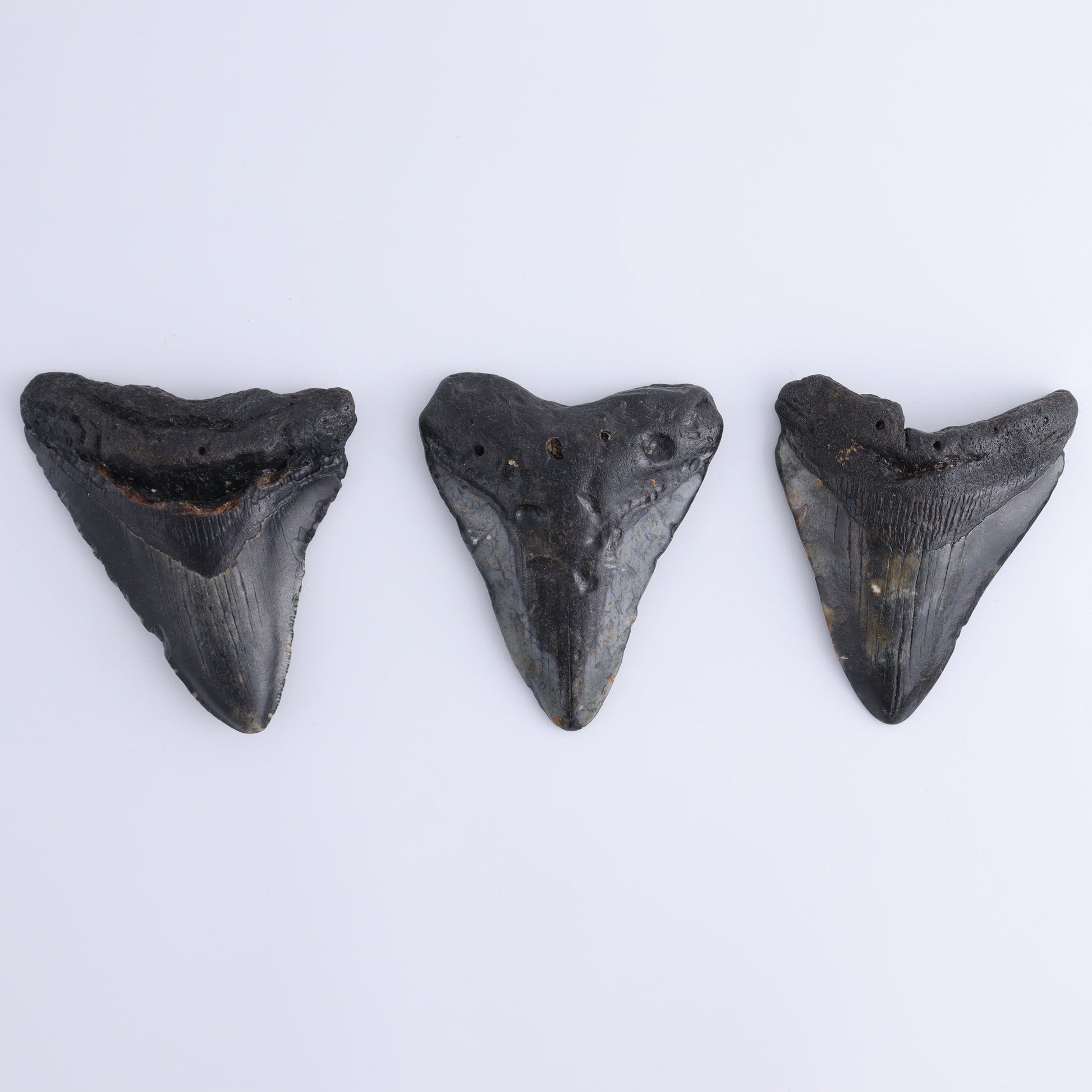 Megalodon Teeth Set of 6 - Expert Wholesale and Supplier of Wholesale Crystals & Bulk Gemstones, ["Megalodon Teeth","United States"]