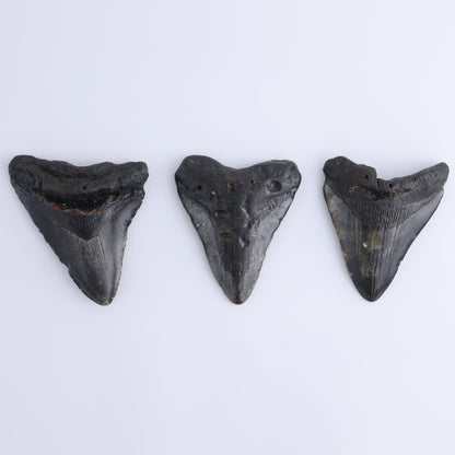 Megalodon Teeth Set of 6 - Expert Wholesale and Supplier of Wholesale Crystals & Bulk Gemstones, ["Megalodon Teeth","United States"]