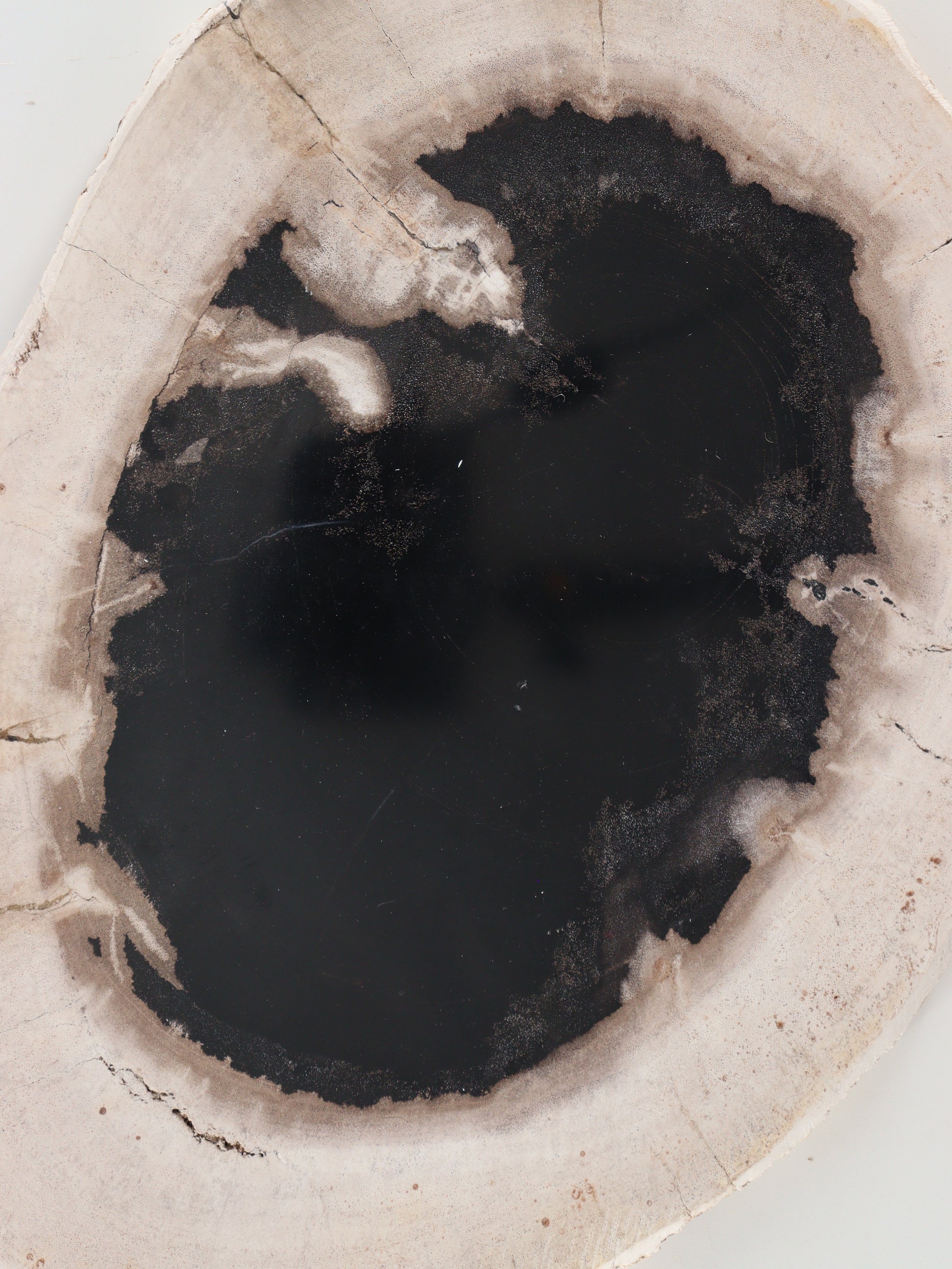 Petrified Wood Slice and Slab - Expert Wholesale and Supplier of Wholesale Crystals & Bulk Gemstones, []