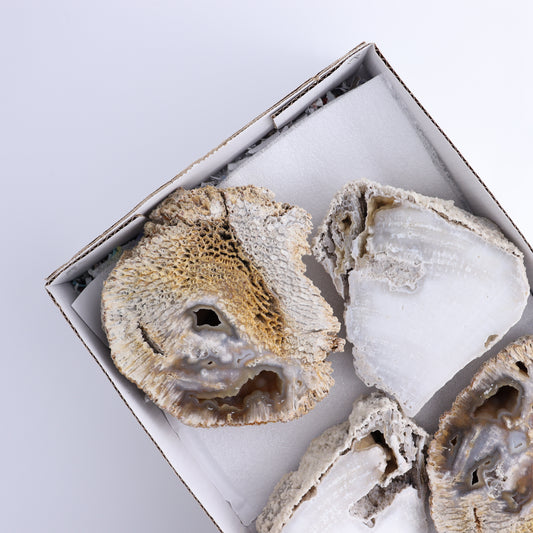 Agatized Coral Flat - Expert Wholesale and Supplier of Wholesale Crystals & Bulk Gemstones, ["Agate","Agatized Coral","Coral","United States"]