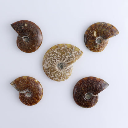 Ammonite Shells Set of 5