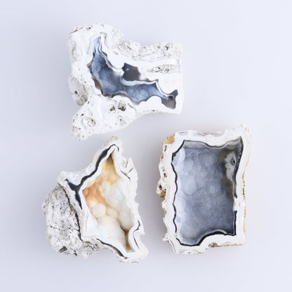 Agatized Coral Flat - Expert Wholesale and Supplier of Wholesale Crystals & Bulk Gemstones, ["Agate","Agatized Coral","Coral","United States"]