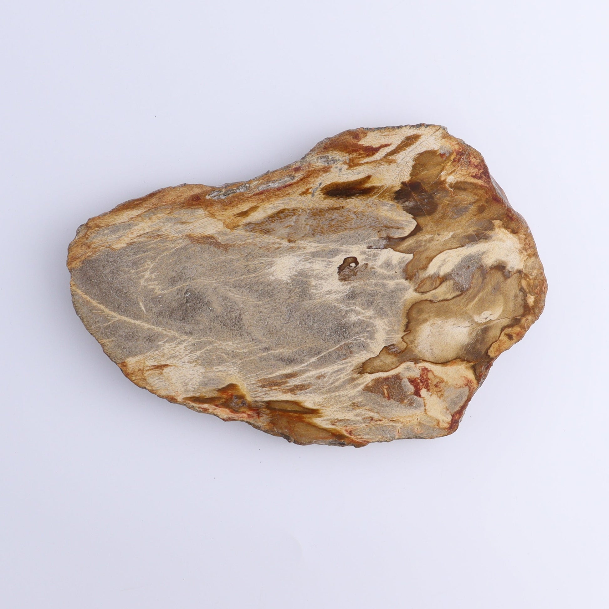 Petrified Wood Slices & Slabs Set of 4 - Expert Wholesale and Supplier of Wholesale Crystals & Bulk Gemstones, ["Freeforms","Indonesia","Petrified Wood","Slices and Slabs"]