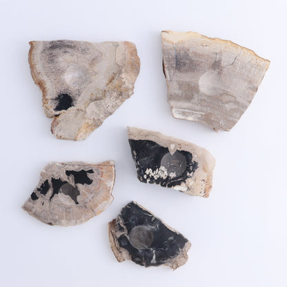 Petrified Wood Sphere Holders Set of 5 - Expert Wholesale and Supplier of Wholesale Crystals & Bulk Gemstones, ["Petrified Wood","sphere holder"]
