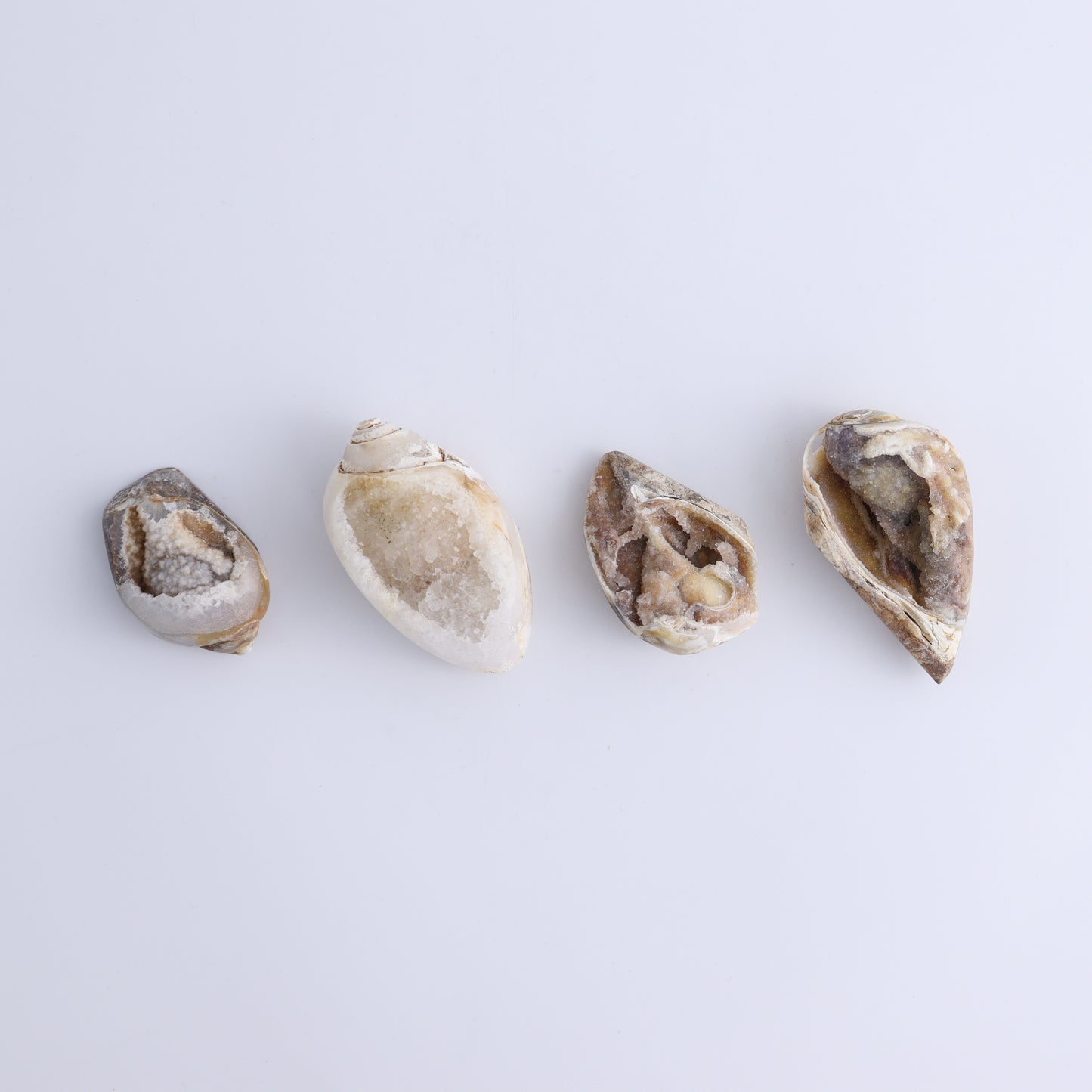 Crystalized Shells Set of 12 - Expert Wholesale and Supplier of Wholesale Crystals & Bulk Gemstones, ["Crystalized Shell","India","shell","shells"]