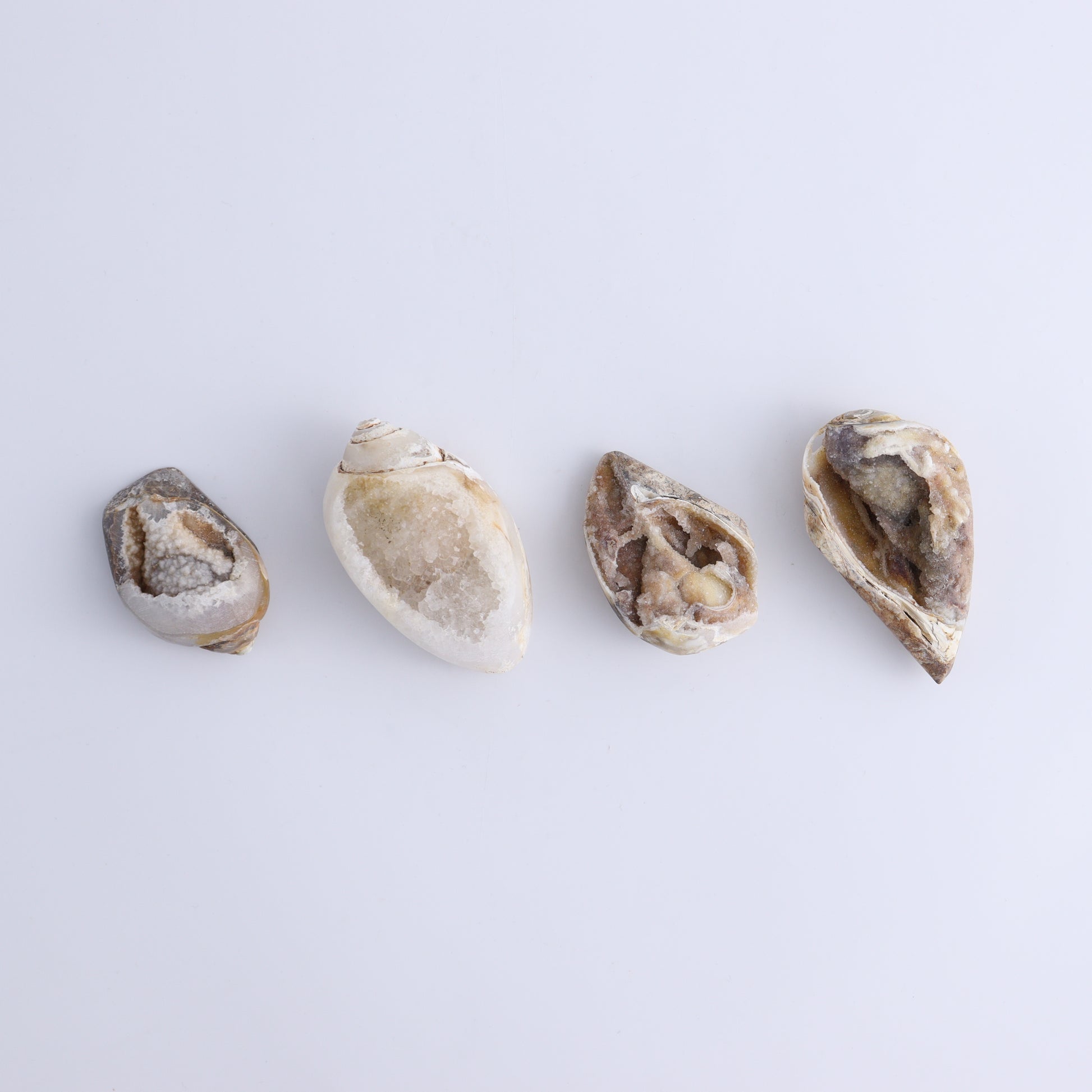 Crystalized Shells Set of 12 - Expert Wholesale and Supplier of Wholesale Crystals & Bulk Gemstones, ["Crystalized Shell","India","shell","shells"]