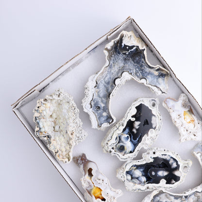 Agatized Coral Flat - Expert Wholesale and Supplier of Wholesale Crystals & Bulk Gemstones, ["Agate","Agatized Coral","Coral","United States"]