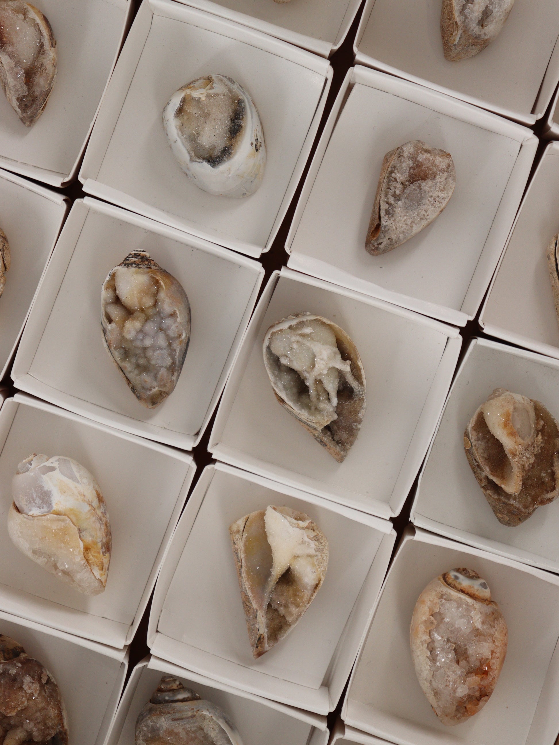 Fossil Shell Flat Set of 20 - Expert Wholesale and Supplier of Wholesale Crystals & Bulk Gemstones, []