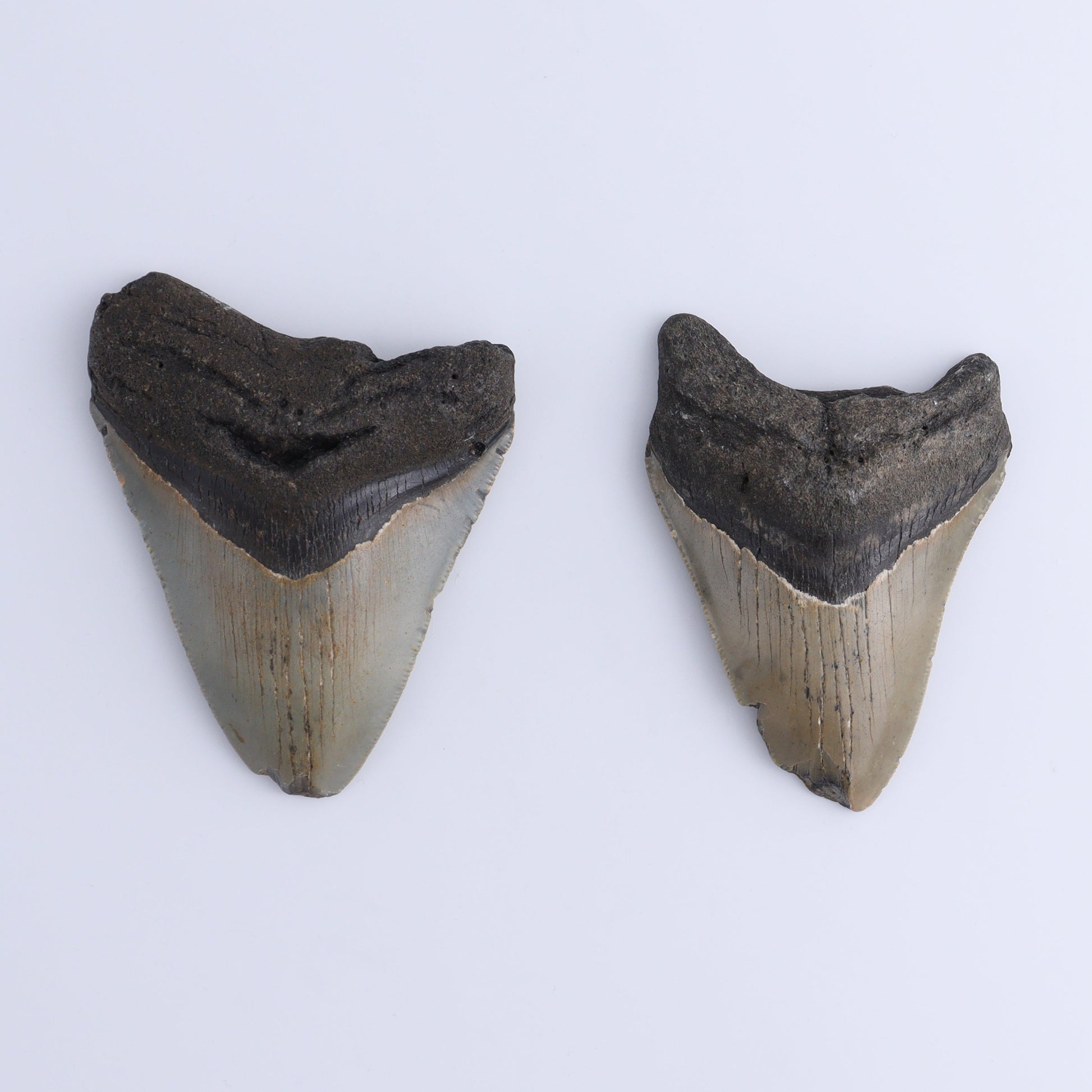 Megalodon Teeth Set of 2 - Expert Wholesale and Supplier of Wholesale Crystals & Bulk Gemstones, ["Megalodon Teeth","United States"]