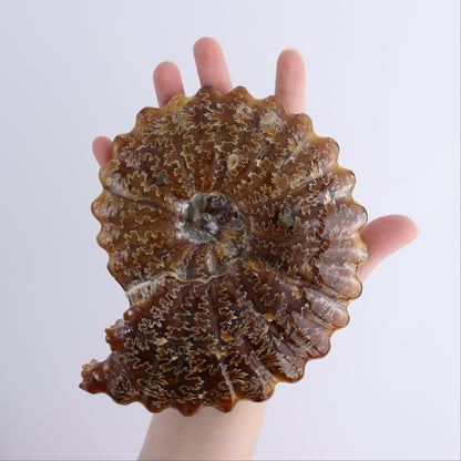 Ammonite Shell Carving Set of 2 - Expert Wholesale and Supplier of Wholesale Crystals & Bulk Gemstones, ["Ammonite","shells"]