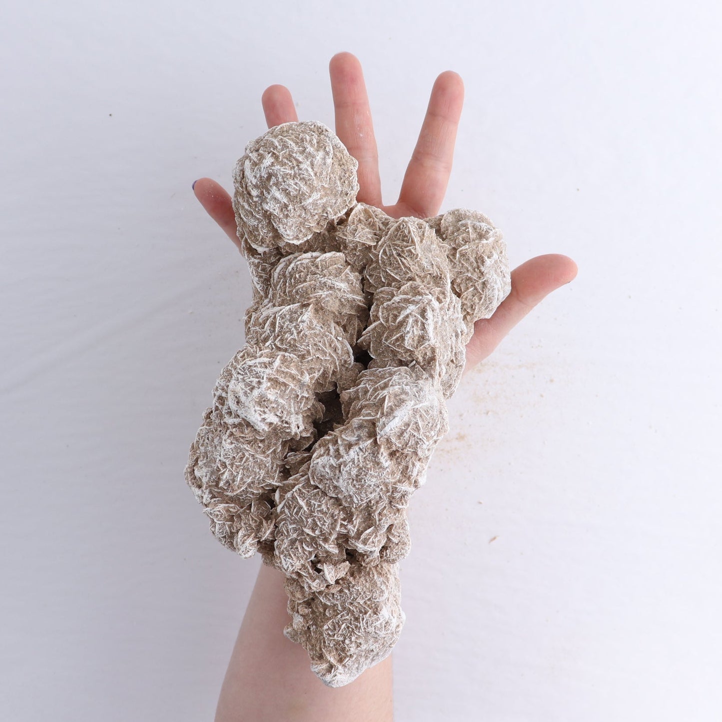 Desert Rose Set of 2