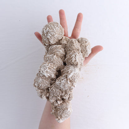 Desert Rose Set of 2