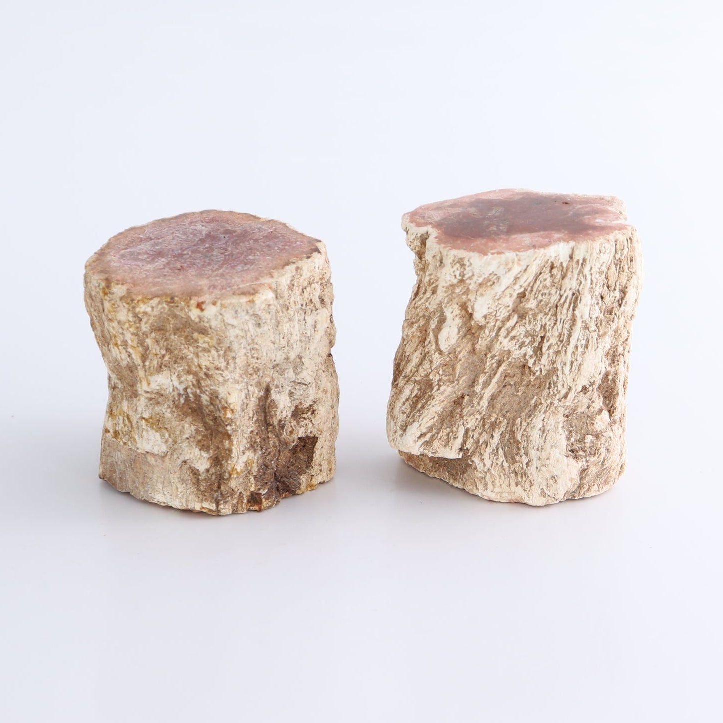 Petrified Wood Cut Bases Set of 8