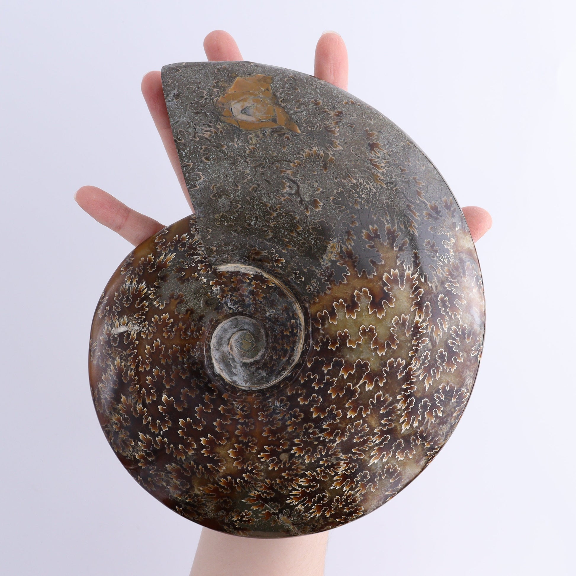 Ammonite Shell - Expert Wholesale and Supplier of Wholesale Crystals & Bulk Gemstones, ["Ammonite","Madagascar","shells"]
