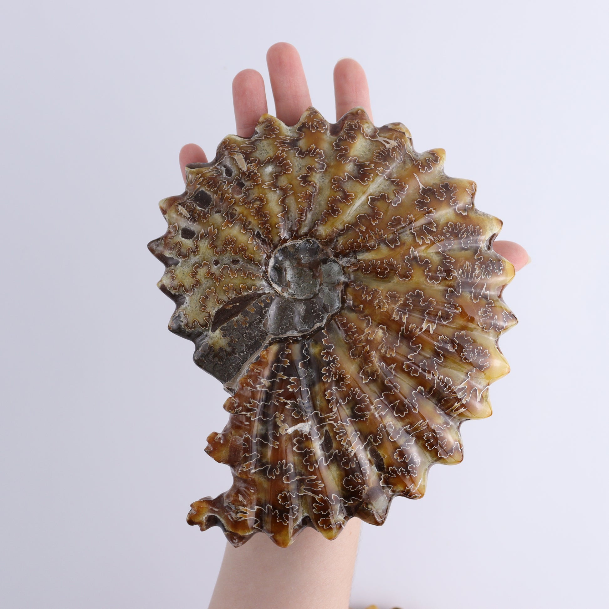 Ammonite Shell Carving Set of 2 - Expert Wholesale and Supplier of Wholesale Crystals & Bulk Gemstones, ["Ammonite","shells"]