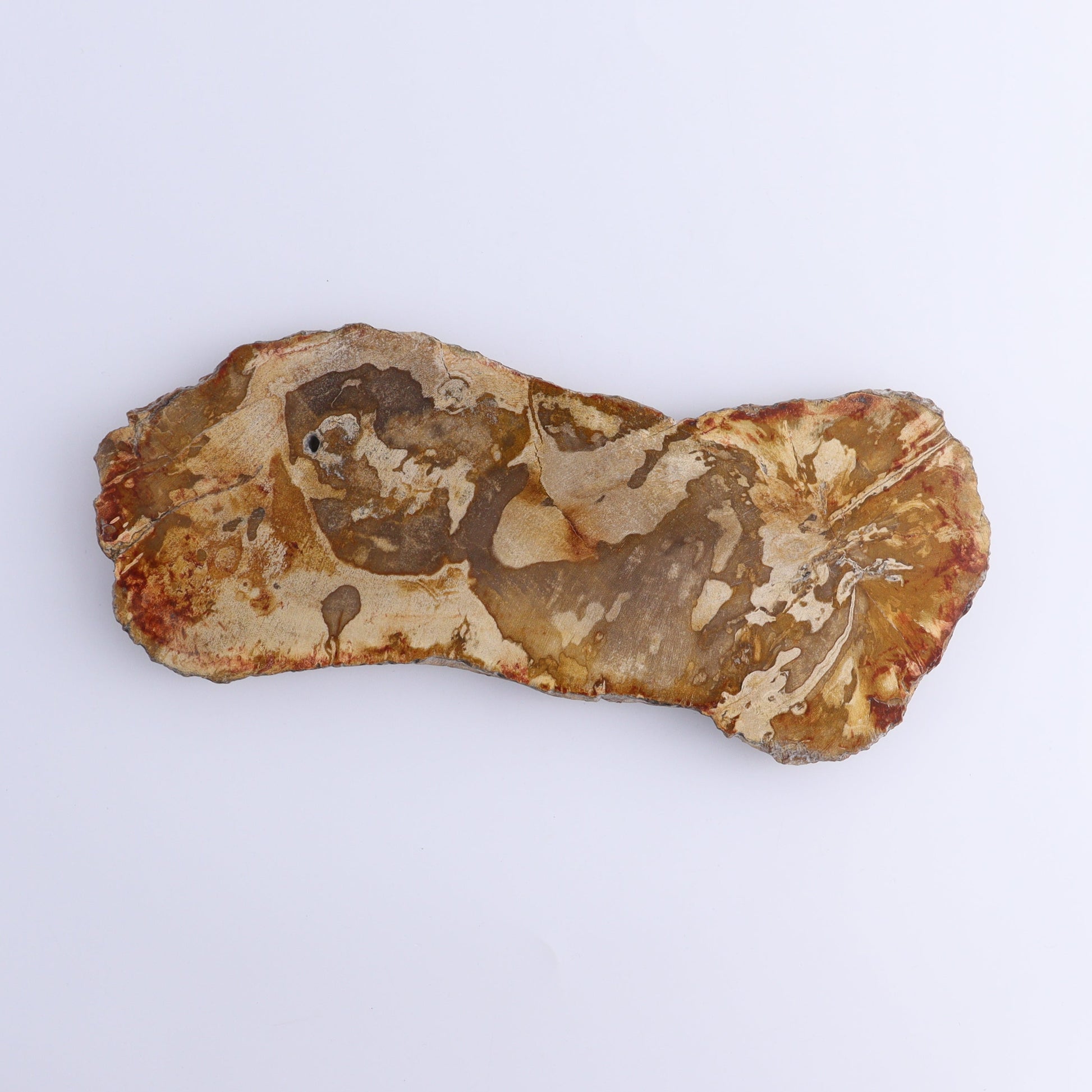 Petrified Wood Slices & Slabs Set of 4 - Expert Wholesale and Supplier of Wholesale Crystals & Bulk Gemstones, ["Freeforms","Indonesia","Petrified Wood","Slices and Slabs"]