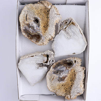 Agatized Coral Flat - Expert Wholesale and Supplier of Wholesale Crystals & Bulk Gemstones, ["Agate","Agatized Coral","Coral","United States"]