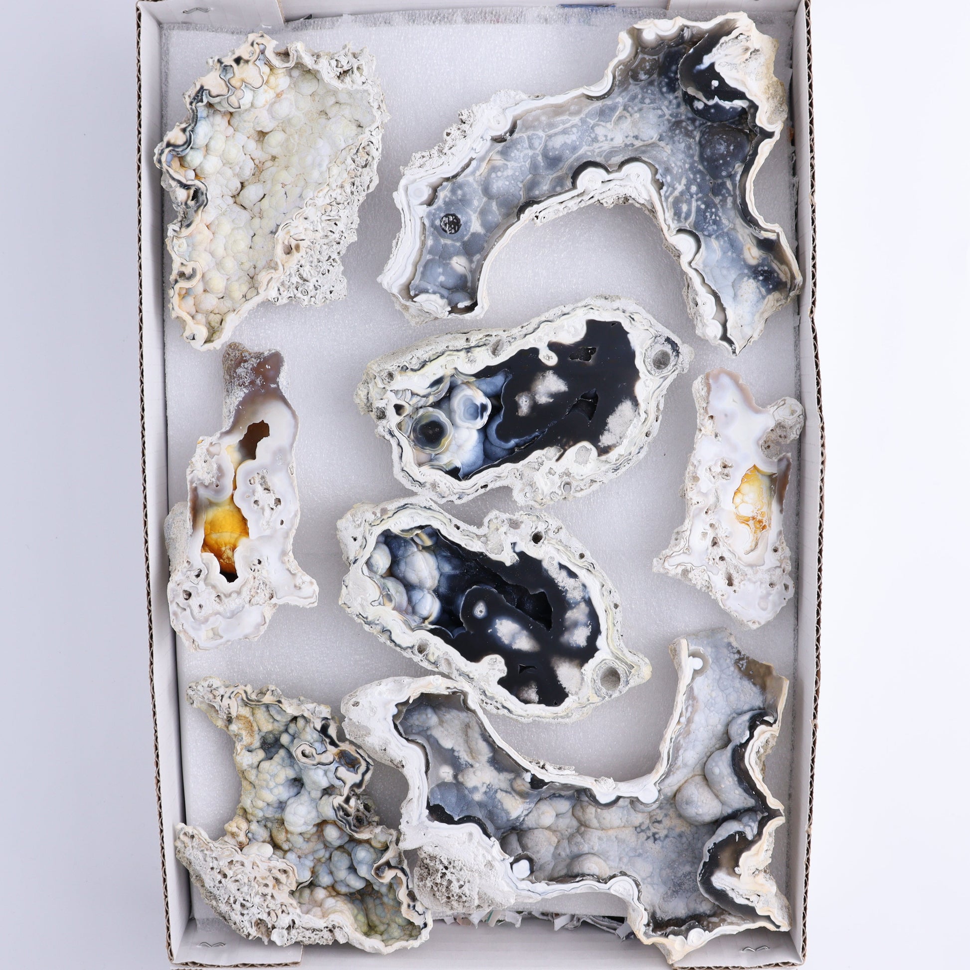 Agatized Coral Flat - Expert Wholesale and Supplier of Wholesale Crystals & Bulk Gemstones, ["Agate","Agatized Coral","Coral","United States"]