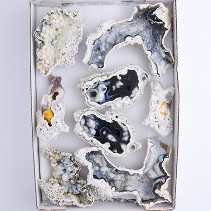 Agatized Coral Flat - Expert Wholesale and Supplier of Wholesale Crystals & Bulk Gemstones, ["Agate","Agatized Coral","Coral","United States"]