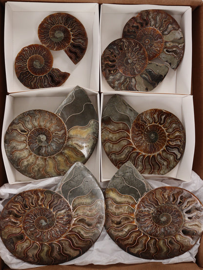 Ammonite Pairs Set of 4