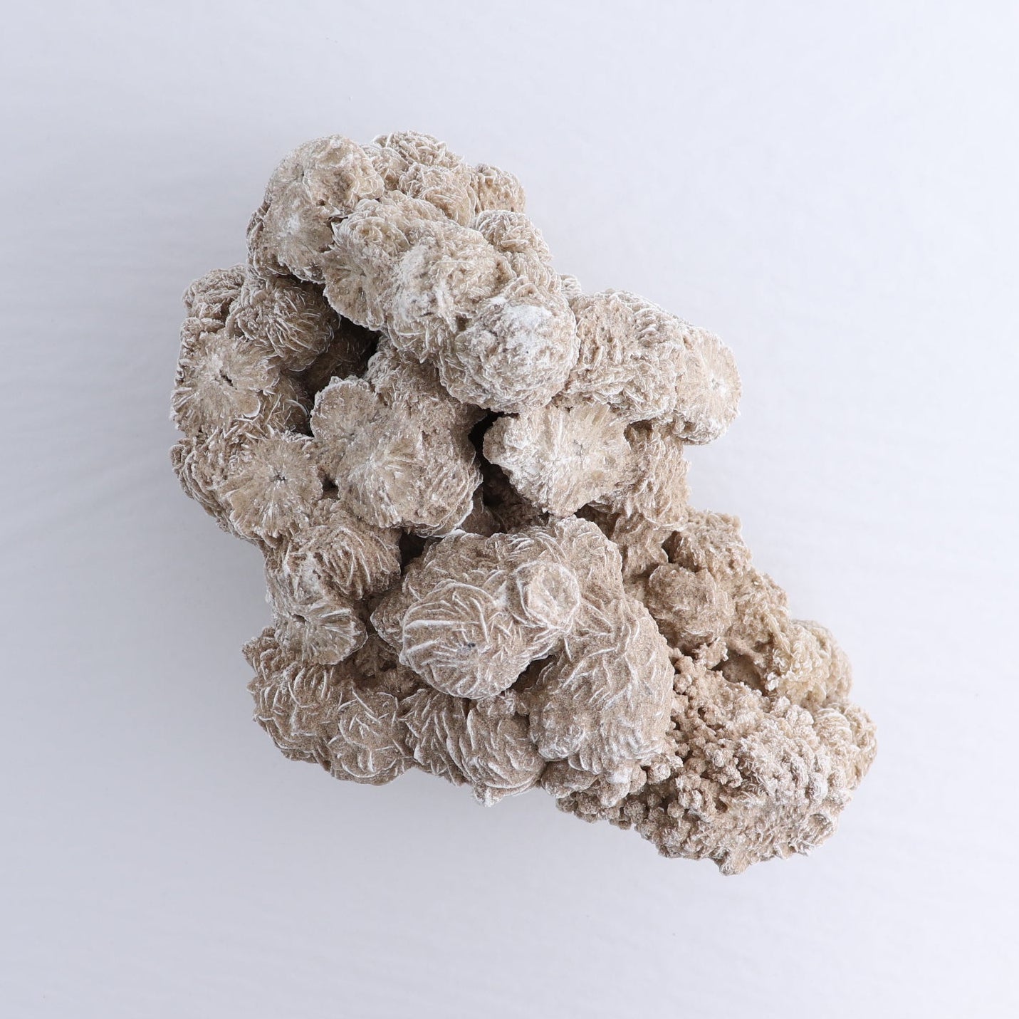 Desert Rose Set of 2