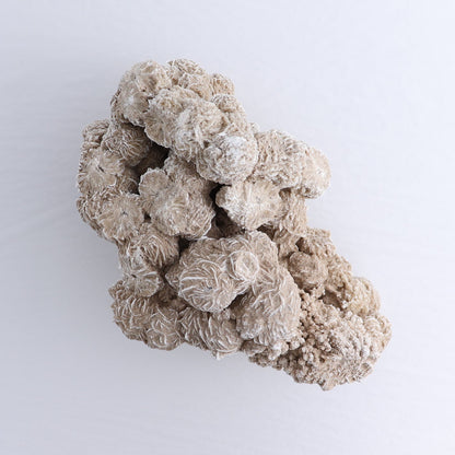 Desert Rose Set of 2