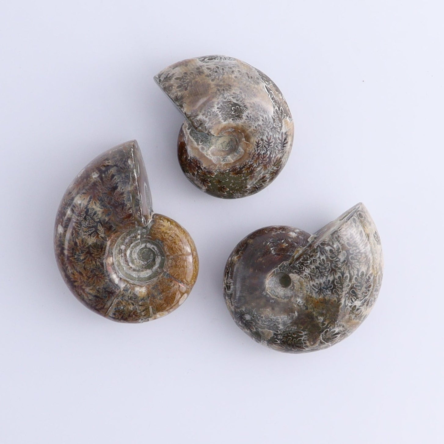 Ammonite Shells Set of 9 - Expert Wholesale and Supplier of Wholesale Crystals & Bulk Gemstones, ["Ammonite","shells"]