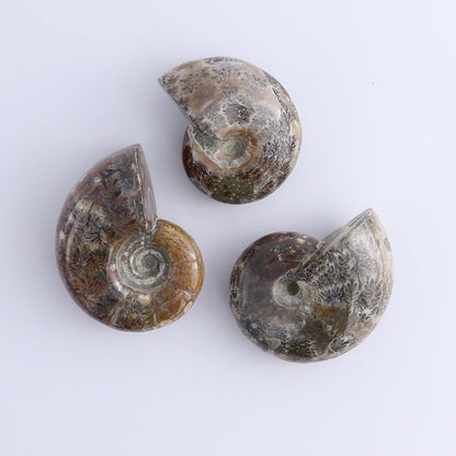 Ammonite Shells Set of 9 - Expert Wholesale and Supplier of Wholesale Crystals & Bulk Gemstones, ["Ammonite","shells"]