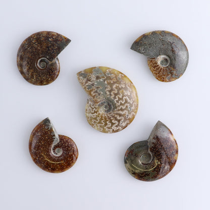 Ammonite Shells Set of 5