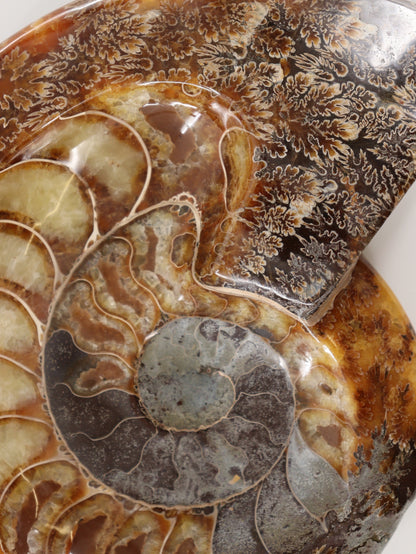 Ammonite Bowl - Expert Wholesale and Supplier of Wholesale Crystals & Bulk Gemstones, []