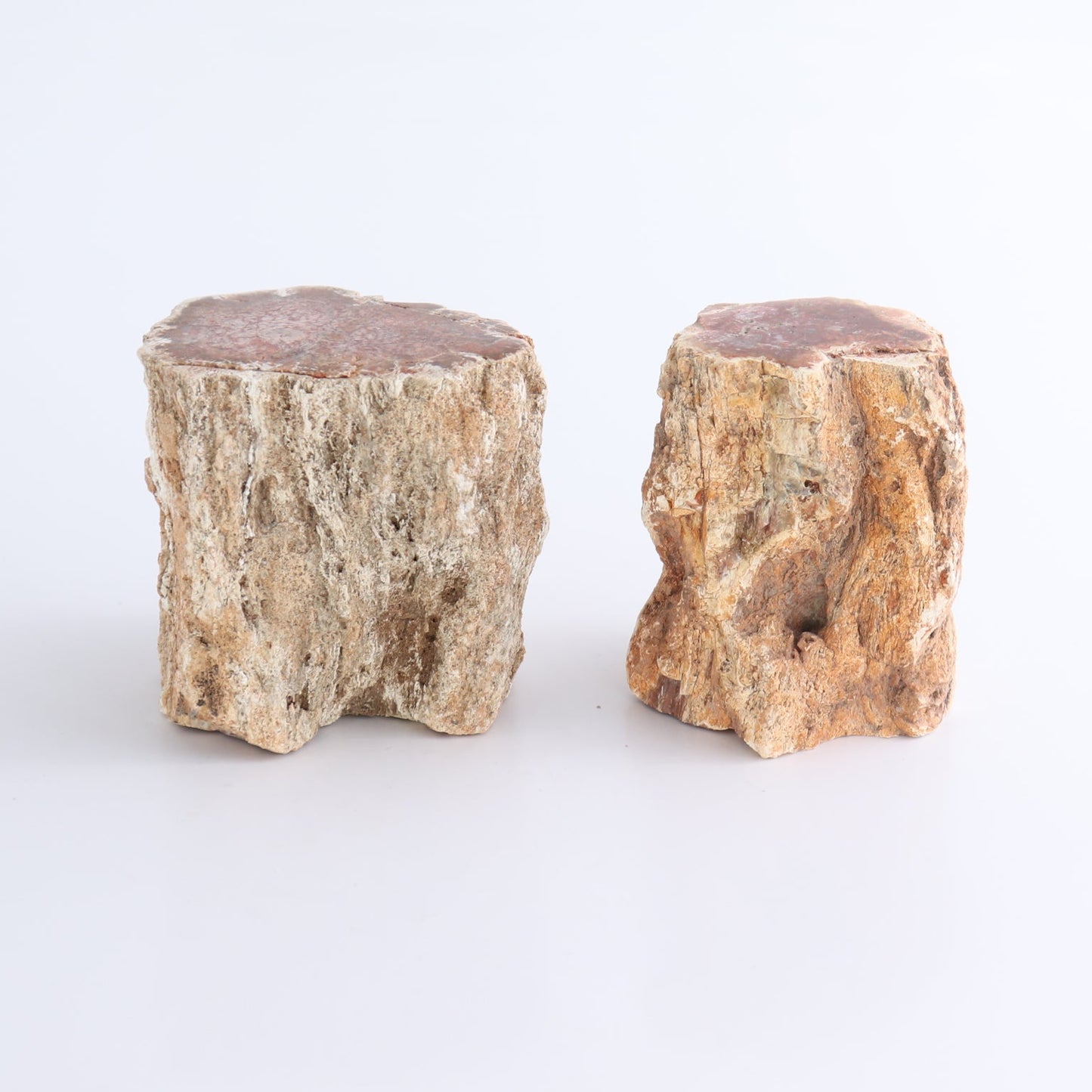 Petrified Wood Cut Bases Set of 8